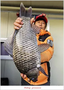 신리 49.8 cm..40.5 cm..노지 4 짜 대물 조황..