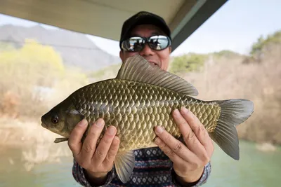 한버들 4 짜..솔 38 cm..화곡지 4 짜..달천강 4 짜..