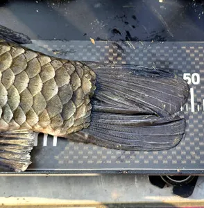 낚시의 계절-9월을 맞으면서.