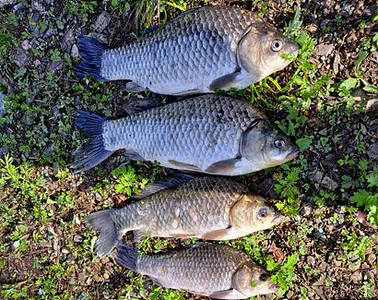 여름낚시의 시작-유월의 조황안내 입니다.