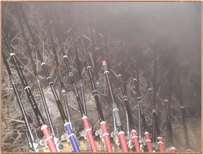 진위천 평택호 조황 