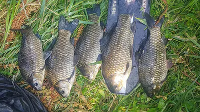 의성권 조황입니다 ~