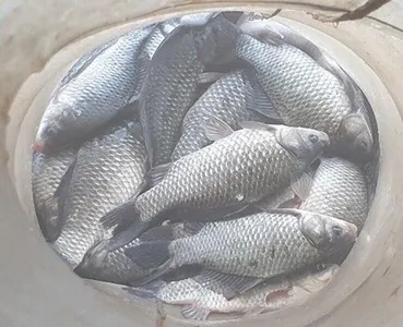 야생조류 AI바이러스 검출---청미천