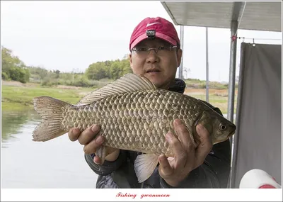 한버들 4 짜..신리 4 짜..실리곡 4 짜..대물 조황..