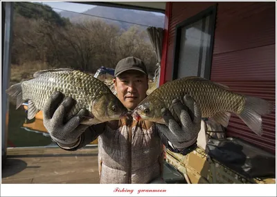 솔 38 cm..36 cm..사오리 38cm..37 cm..한버들 38 cm 및 월척 조황..