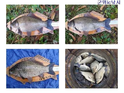 소류지 4짜, 기록어조황 ~~