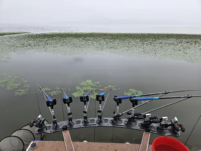 진위천 평택호 조황 