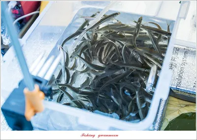 충주..제천..음성..빙어 낚시 현황..