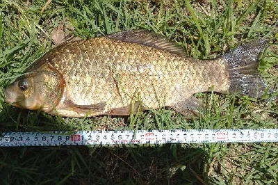 장마철에 드리는 조황안내 입니다.