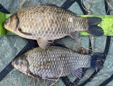 안흥수낚시 주변 낚시터 현황