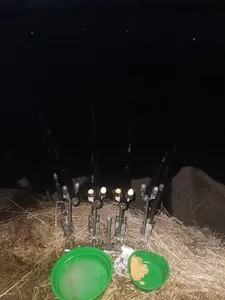 진위천 조황소식