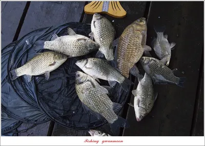 한버들 43 cm..목벌 4 짜 2 수..솔 낚시터..사오리 월척 조황..