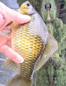 무르익는 가을-10월 중순의 조황안내 입니다.