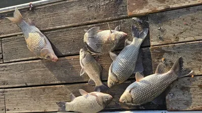 사암(용담낚시터)지-아무리 추워도 붕어는 나옵니다