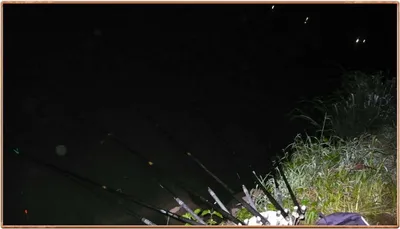 진위천 조황 소식