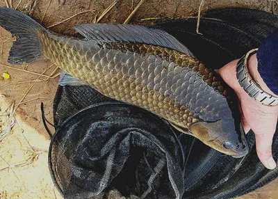 최대어 발표및 경산권 현황