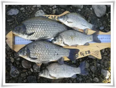 월,준척,마릿수조황 ~~