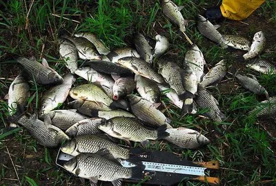 의성권 대물들 조황입니다