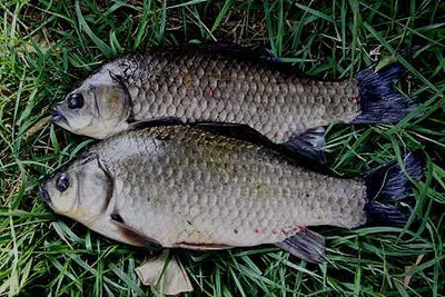 낚시동네 붕어조황 입니다.