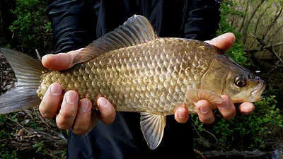 봄의 중심에서 바라본 대구.경산권 조황전망