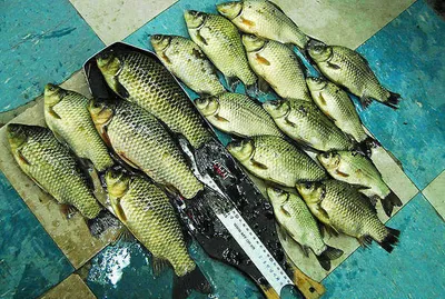 월척에 마릿수 조과를.....