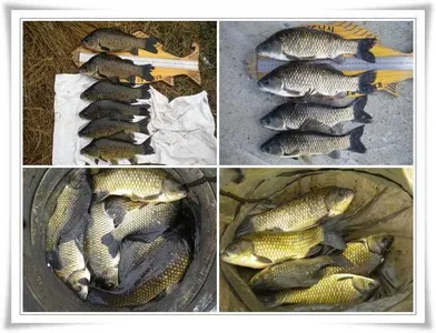 월척마릿수, 준척마릿수조황  ~~