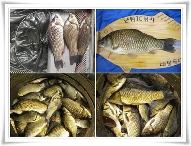 월척들과 마릿수조황들 ~~