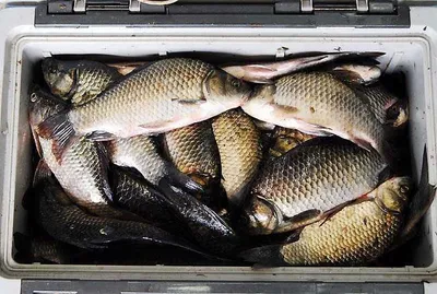 팔이 아프게 낚았답니다....