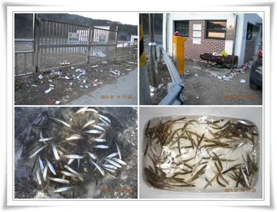 내의지 평일 호조황과 쓰레기수거 당부 ~~