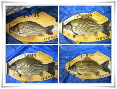 꾸준한 월척 조황 ~~