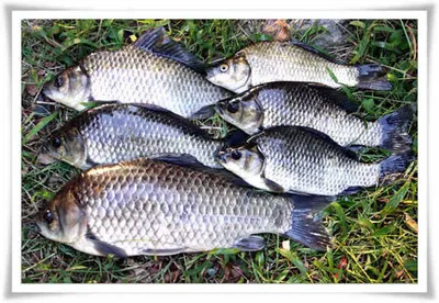 4짜와 함께 하는 가을조황