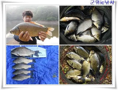 지난 조황과 최근 호조황 ~~