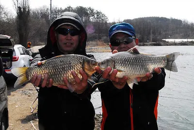 산란대물급들 붕어소식