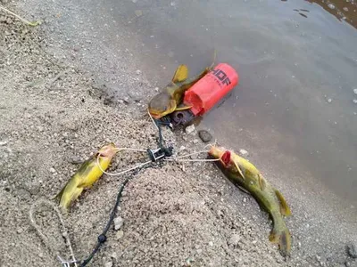 [청미천] 대물낚는 방법(2편)