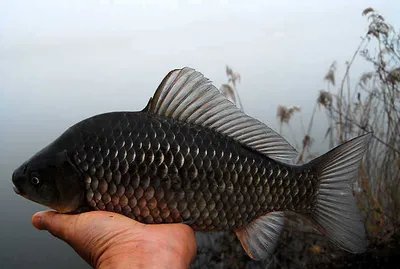 의성막바지 물낚시를........