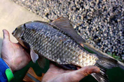 경산,영천권 5월 조황 안내