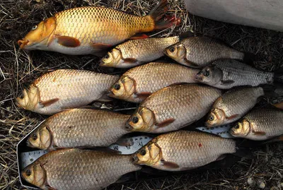 물낚시 시작 월척에 마릿수 .....