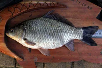 소류지 붕어들도 입을 열었습니다.