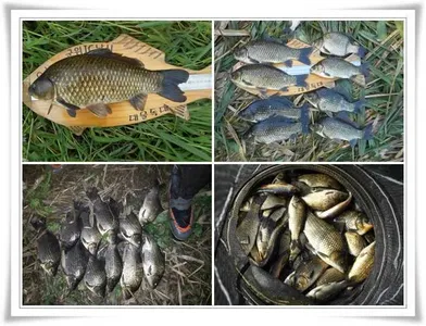 살아나는 위천강 초가을조황 ~~