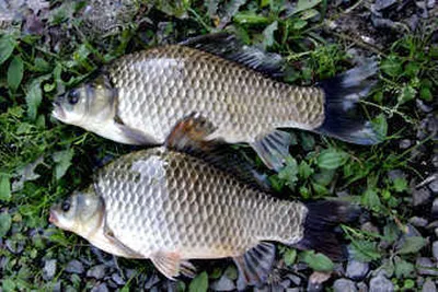 경산권 가을붕어 소식 입니다.