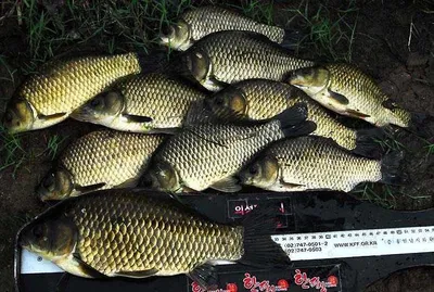 대물 마릿수를 ......