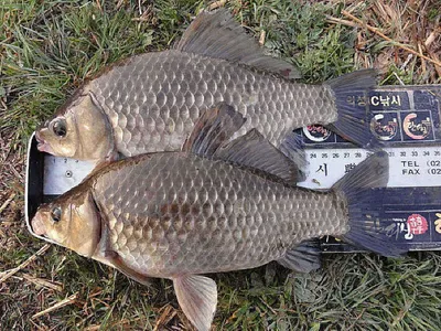 대물소식들이 줄줄이 ....2