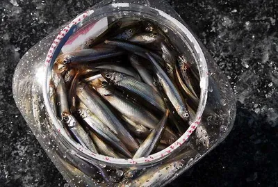 경북빙어낚시터 .......