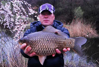 4짜대물과 대형붕어들 ..........