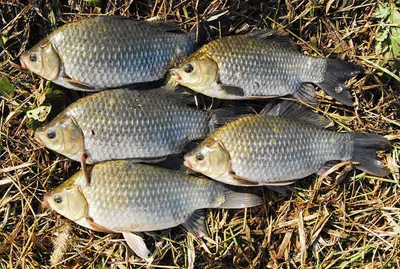 시즌 막바지 대물들.......