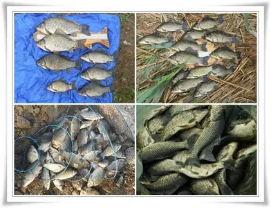 가을시즌, 타작조황 ~~