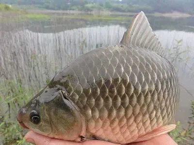 기본마릿수에 기본월척을......