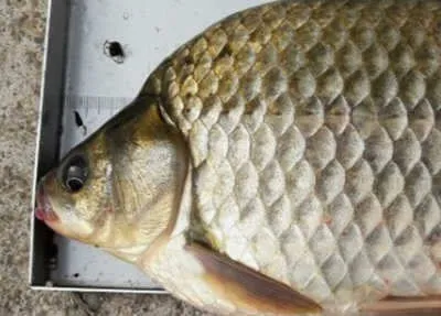 시월의 마지막주에 드리는 조황안내 입니다.