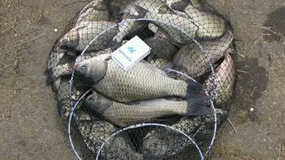 [두창지] 초보님들께 강추합니다