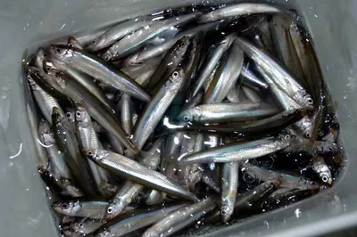 빙어 마릿수에 붕어 마릿수를......